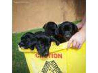 German Shorthaired Pointer Puppy for sale in Tucson, AZ, USA
