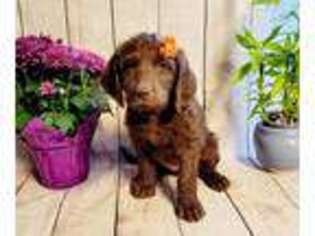 Labradoodle Puppy for sale in Grantsville, UT, USA