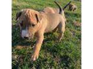Bull Terrier Puppy for sale in Mooresburg, TN, USA