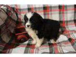 Miniature Australian Shepherd Puppy for sale in Fayetteville, AR, USA