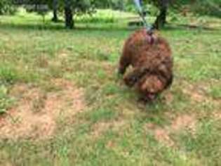 Labradoodle Puppy for sale in Batesville, AR, USA