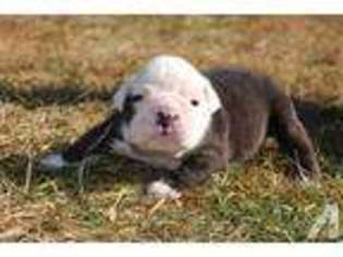 Olde English Bulldogge Puppy for sale in BOONES MILL, VA, USA