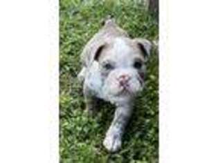 Bulldog Puppy for sale in Lexington Park, MD, USA