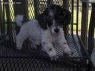 Mutt Puppy for sale in Hartsburg, MO, USA