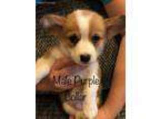 Pembroke Welsh Corgi Puppy for sale in Roberts, MT, USA