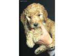 Goldendoodle Puppy for sale in Dansville, MI, USA