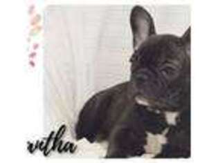 French Bulldog Puppy for sale in Milton, IA, USA