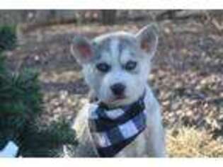 Siberian Husky Puppy for sale in Salem, OH, USA