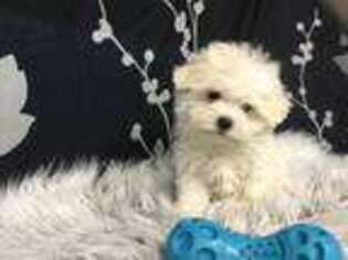Maltese Puppy for sale in Winesburg, OH, USA