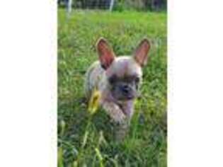 French Bulldog Puppy for sale in Humboldt, IA, USA