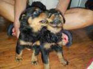 Rottweiler Puppy for sale in Marshall, IL, USA
