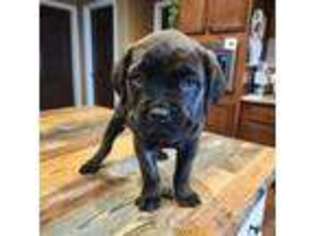 Cane Corso Puppy for sale in Lancaster, MO, USA
