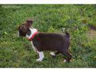 Boston Terrier Puppy for sale in Mountain Grove, MO, USA