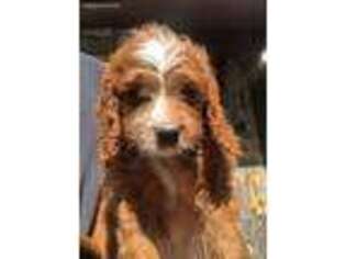 Irish Setter Puppy for sale in Clare, IL, USA