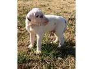 Great Dane Puppy for sale in Hartselle, AL, USA