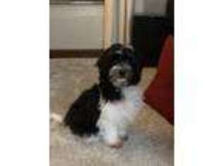Havanese Puppy for sale in Steubenville, OH, USA