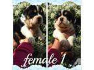 Olde English Bulldogge Puppy for sale in HOMEWORTH, OH, USA
