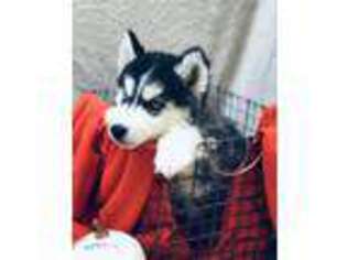 Siberian Husky Puppy for sale in Upland, CA, USA