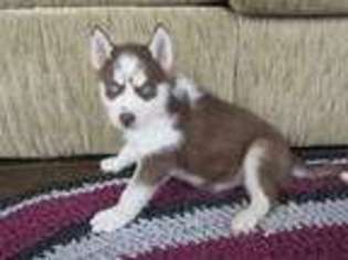 Siberian Husky Puppy for sale in Bremen, IN, USA