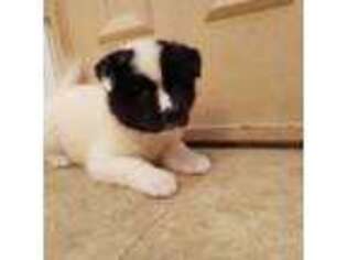 Akita Puppy for sale in Port Saint Lucie, FL, USA