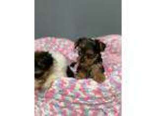 Yorkshire Terrier Puppy for sale in Worth, IL, USA