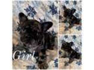 French Bulldog Puppy for sale in Caledonia, MN, USA
