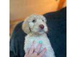 Goldendoodle Puppy for sale in Ponte Vedra, FL, USA