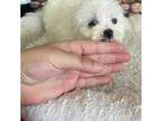 Maltese Puppy for sale in West New York, NJ, USA