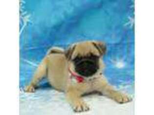 Pug Puppy for sale in Hickory, NC, USA