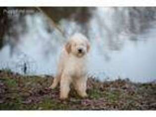Goldendoodle Puppy for sale in Norwood, NC, USA