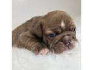 Bulldog Puppy for sale in Orange City, IA, USA