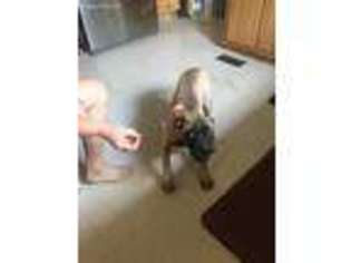 Bullmastiff Puppy for sale in Wills Point, TX, USA