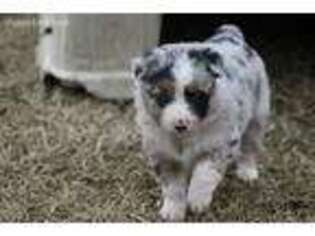 Miniature Australian Shepherd Puppy for sale in Howe, OK, USA