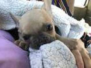 French Bulldog Puppy for sale in Sterling, VA, USA