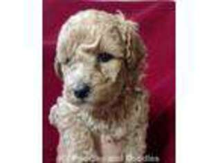 Labradoodle Puppy for sale in Vanceburg, KY, USA