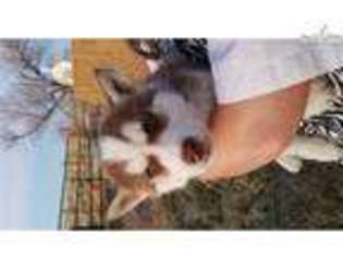 Siberian Husky Puppy for sale in Amarillo, TX, USA