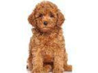 Goldendoodle Puppy for sale in Culpeper, VA, USA