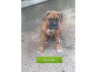 Boxer Puppy for sale in Reed City, MI, USA