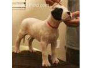 Medium Photo #1 Dogo Argentino Puppy For Sale in Riverside, CA, USA