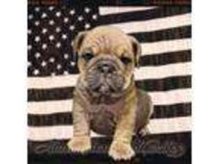 Bulldog Puppy for sale in Barrackville, WV, USA