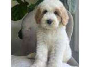 Goldendoodle Puppy for sale in Smiths Grove, KY, USA
