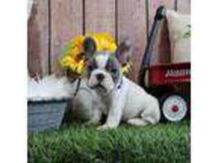French Bulldog Puppy for sale in Plant City, FL, USA