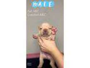 French Bulldog Puppy for sale in Stigler, OK, USA