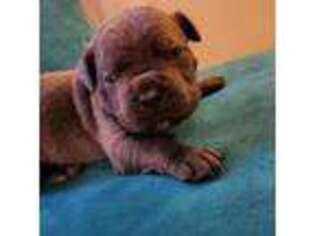Cane Corso Puppy for sale in Charlotte, NC, USA