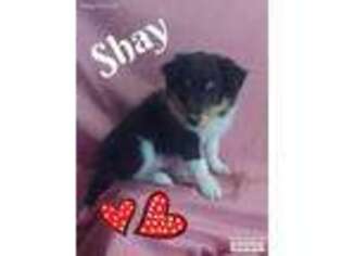 Shetland Sheepdog Puppy for sale in Chelsea, OK, USA
