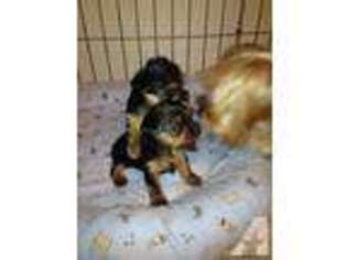 Yorkshire Terrier Puppy for sale in EAGLE POINT, OR, USA