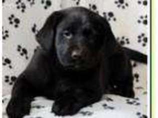 Labrador Retriever Puppy for sale in Fairfax, VA, USA