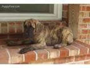Mastiff Puppy for sale in Coatesville, PA, USA