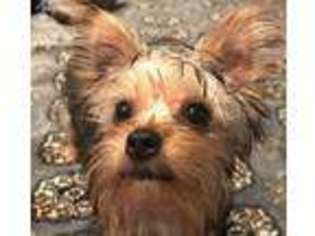 Yorkshire Terrier Puppy for sale in Bloomfield Hills, MI, USA