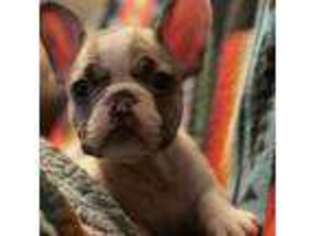 French Bulldog Puppy for sale in Spokane, WA, USA